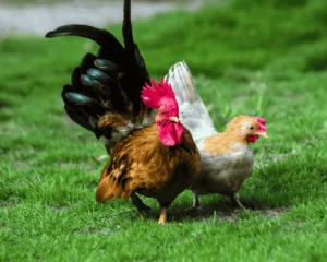 Breed Profiles