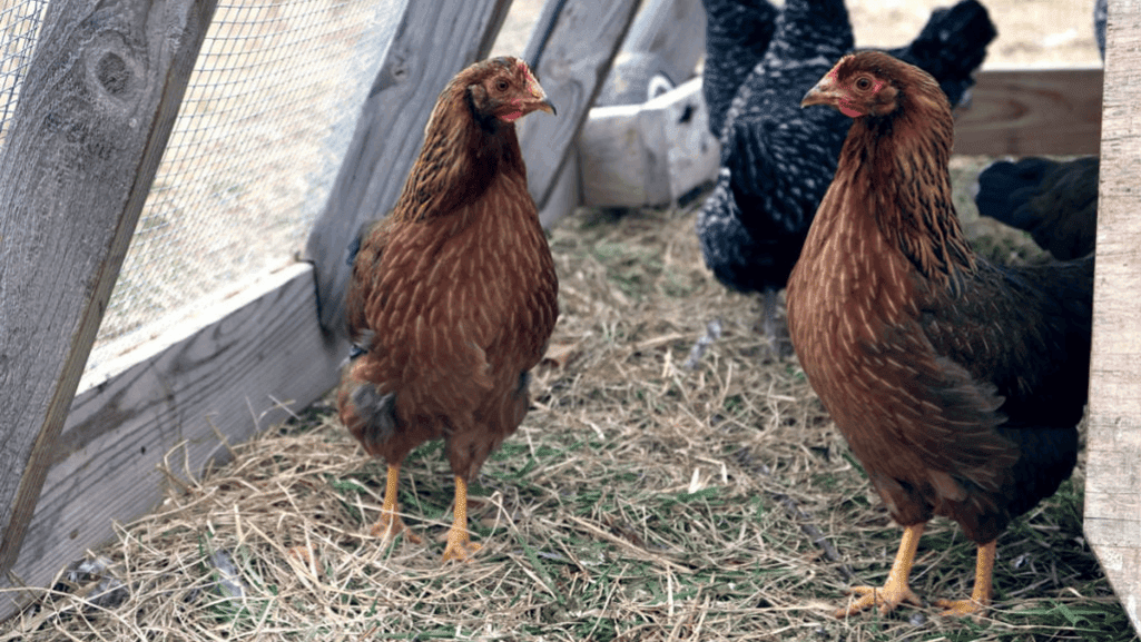 Beginner-friendly large egg chicken breeds