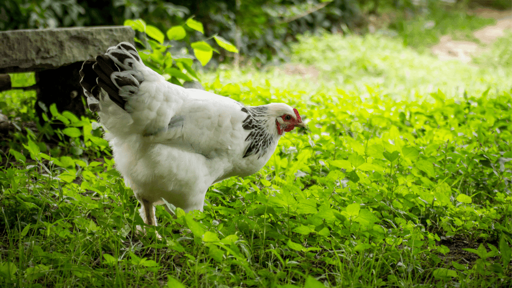 Brahma chicken temperament