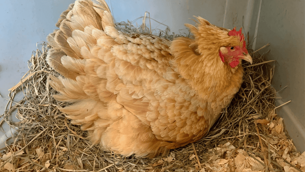 Dual-purpose chickens laying eggs in nesting boxes