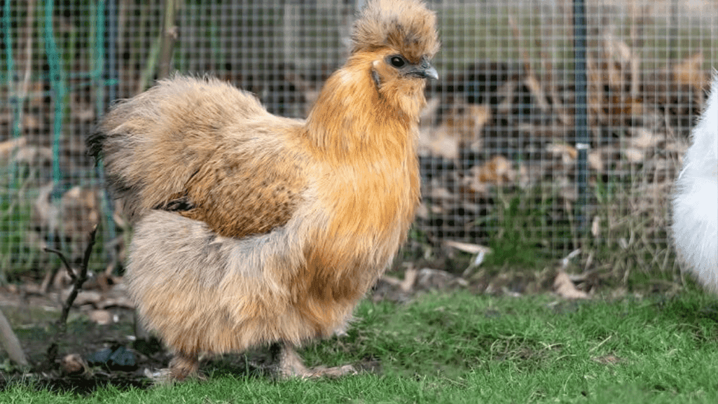 Fluffy Silkie rooster