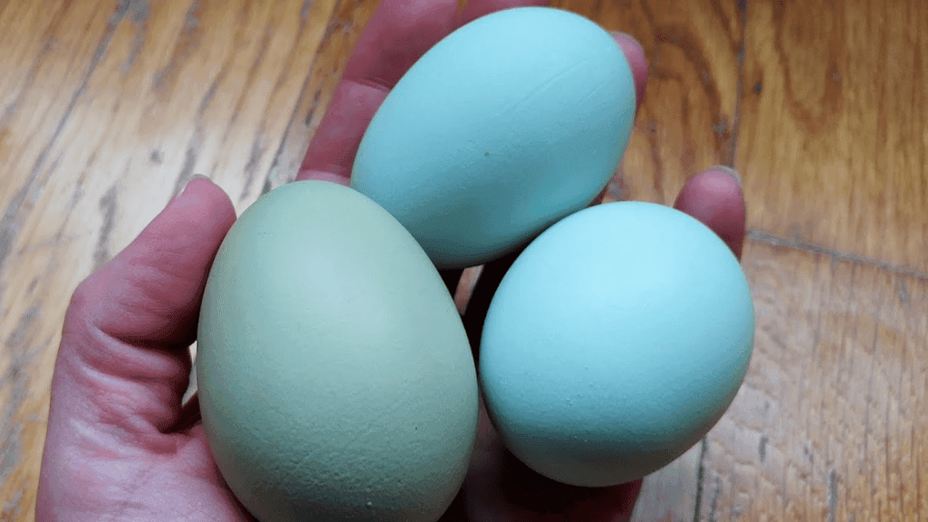 Green egg layers