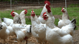 Large Egg Chicken Breeds