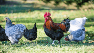 Meat and Egg Chickens