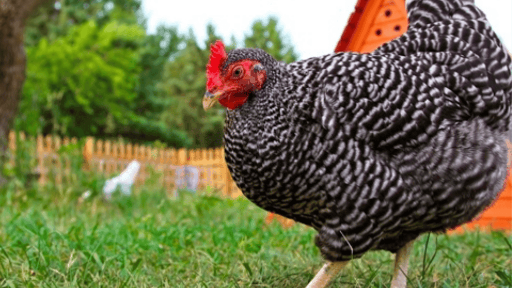 Optimizing egg production in large egg chicken breeds