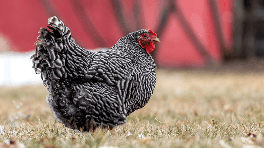 Plymouth Rock rooster