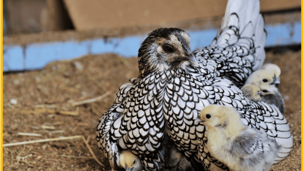 Sebright rooster, a miniature ornamental rooster breed