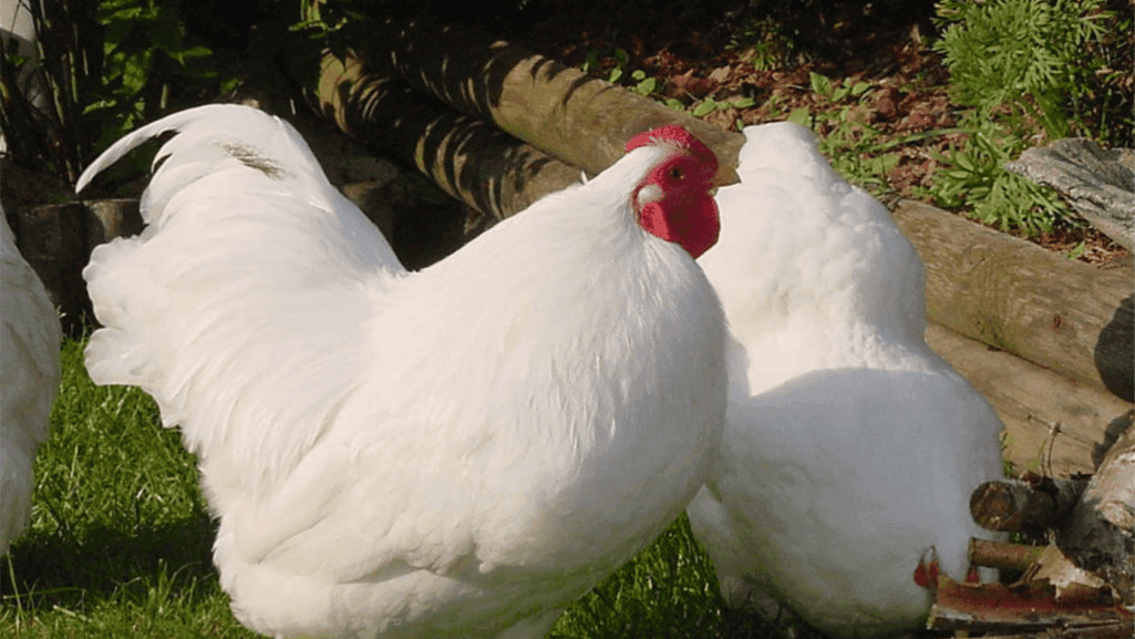Top large egg chicken breedsTop large egg chicken breeds