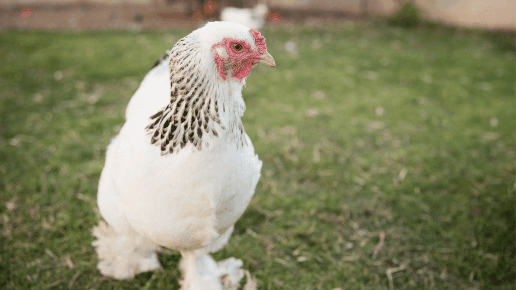 brahma chicken characteristics