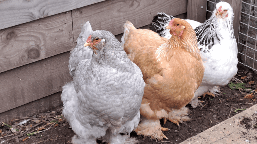 buff brahma chicken color variation