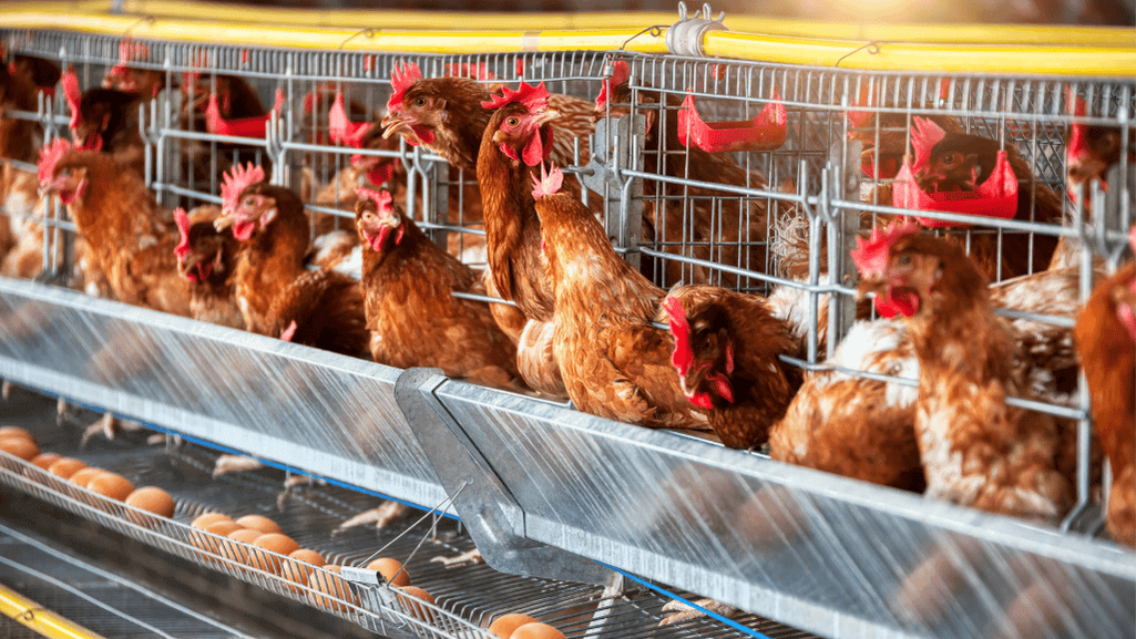 chicken breeding tools