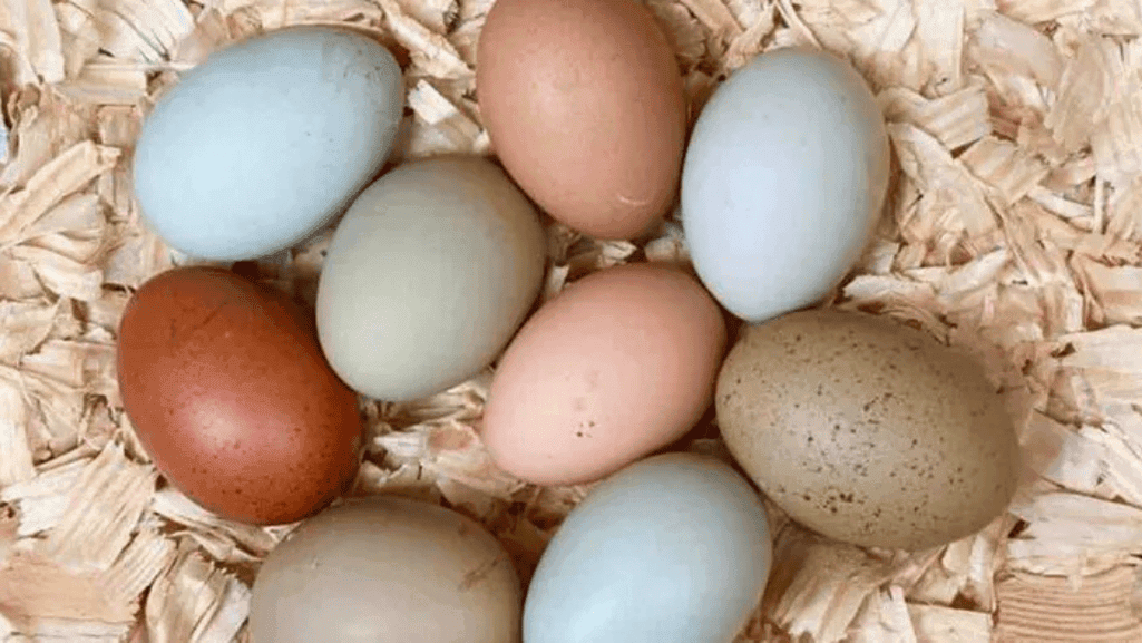 predicting egg shell color