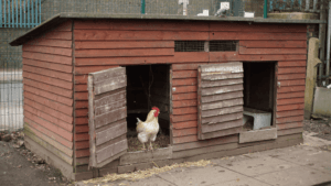 10 Chicken Coop