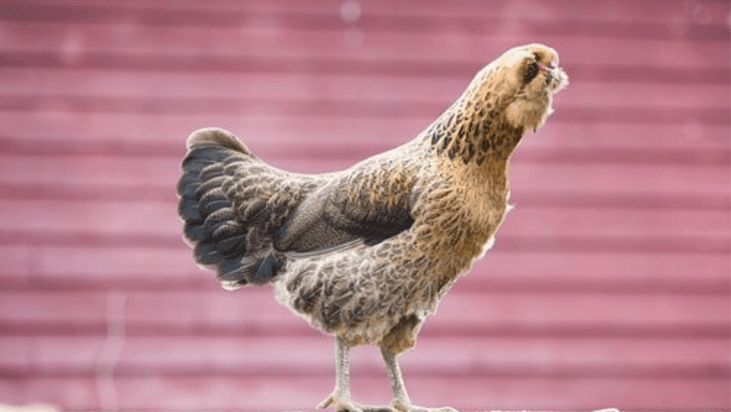 Ameraucana chickens
