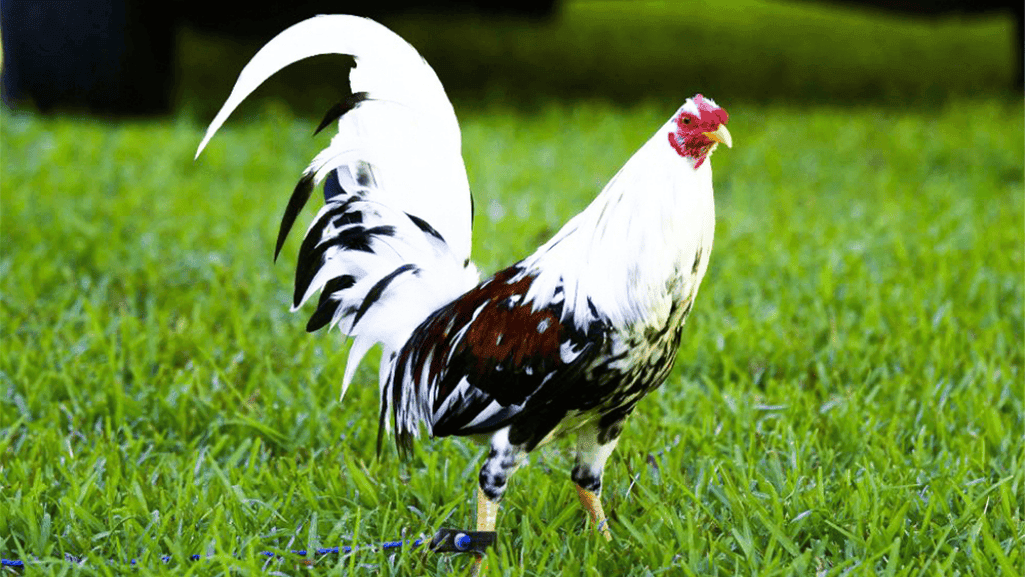 American Gamefowl Heritage