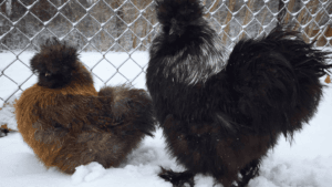 Are Silkies Cold Hardy