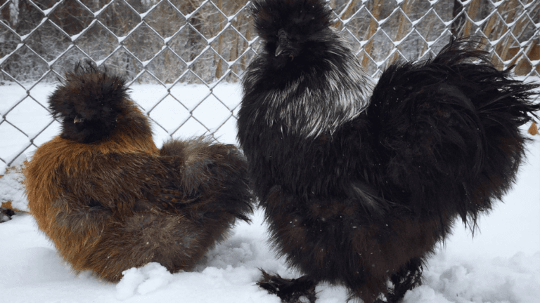 Are Silkies Cold Hardy