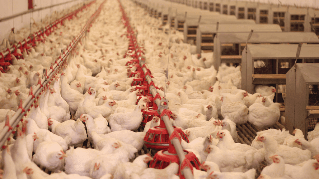 Automated Chicken Feeding System Automated Chicken Feeding System