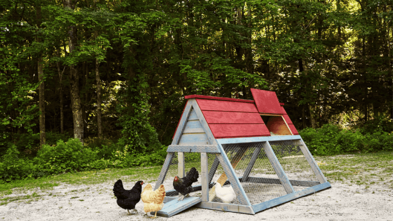 Backyard Chicken Pen