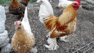 Bantam Chickens