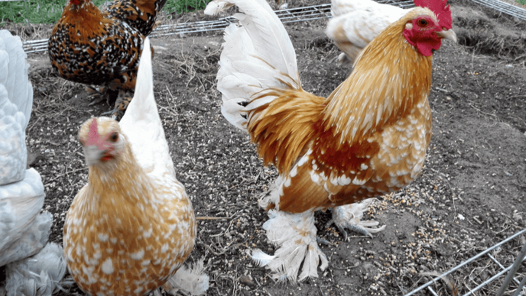 Bantam Chickens