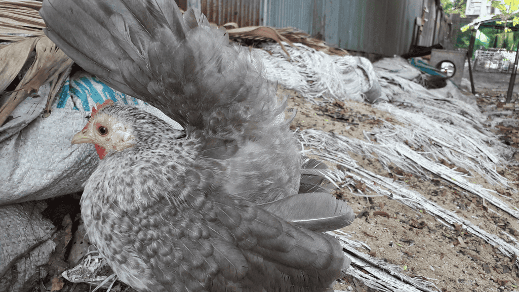 Bantam chicken sizes and feather varieties