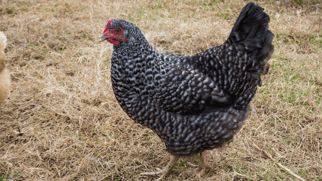 Barred Plymouth Rock chickens free-ranging in a backyard