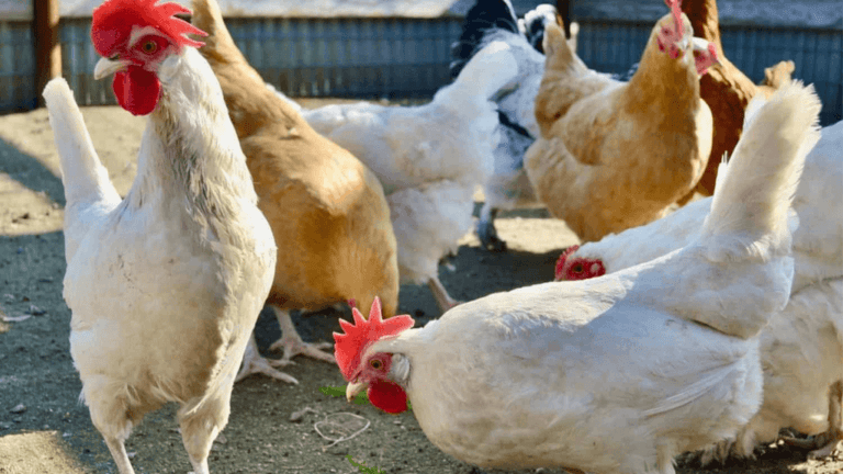 Best Chickens for Beginners