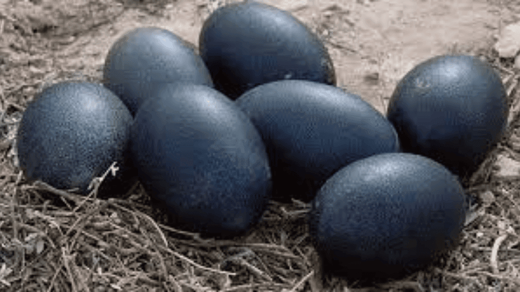 Black Chicken Egg Appearance
