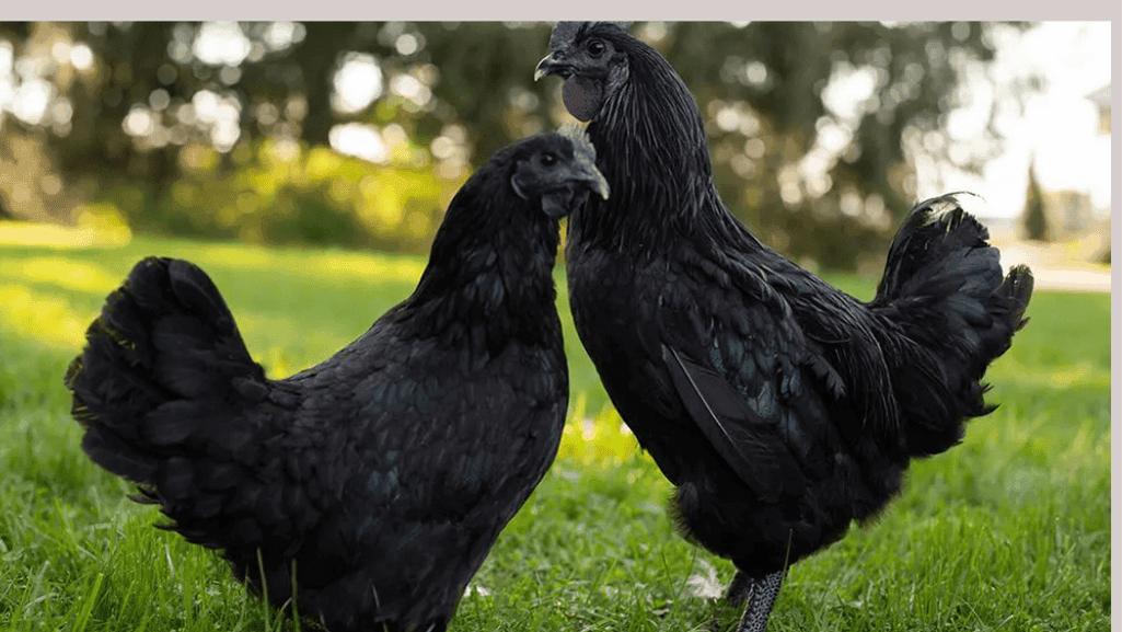 Black Chicken Eggshell Dye