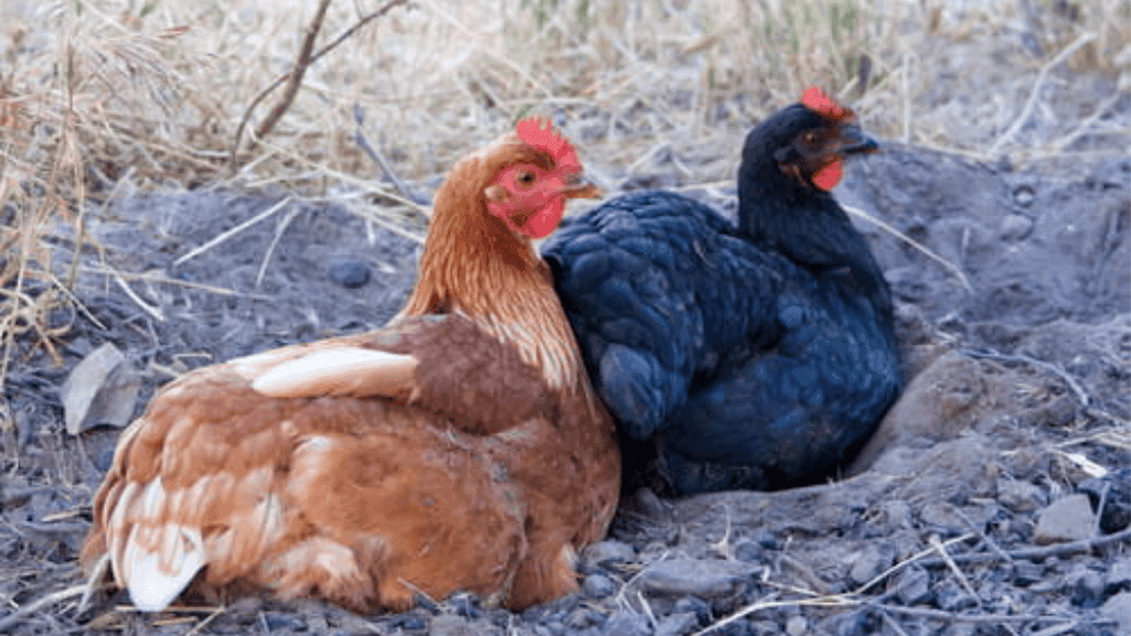 Black Star and Red Star Hybrid Chickens