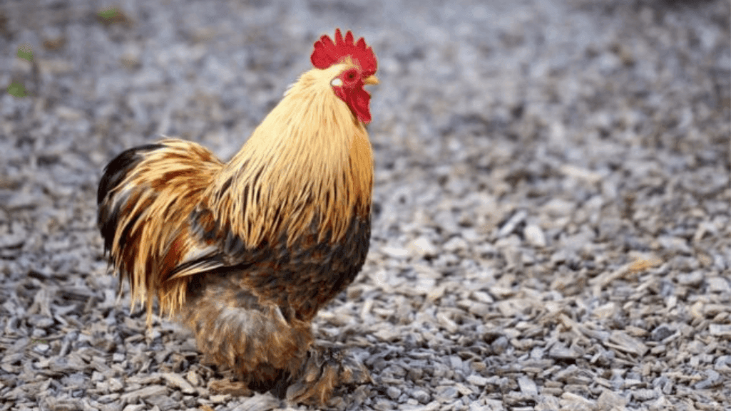 Boisterous backyard poultry breeds