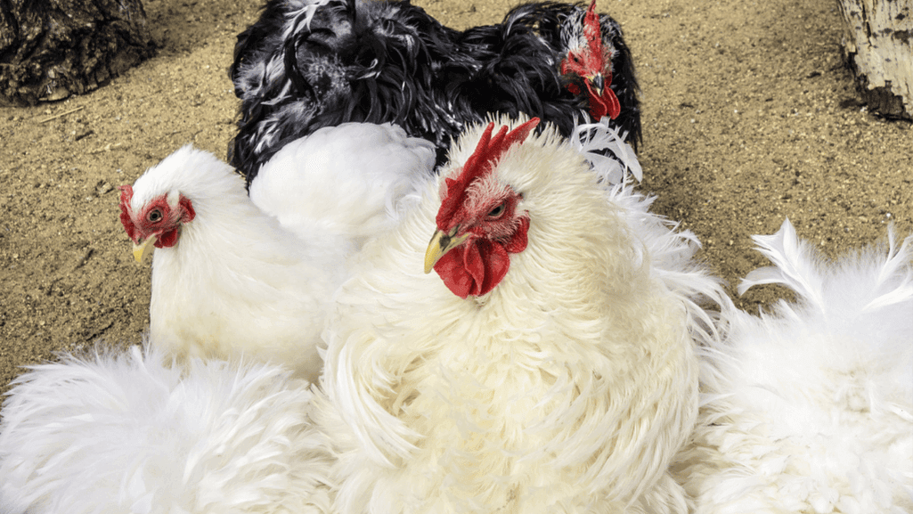 Caring for fancy poultry breeds