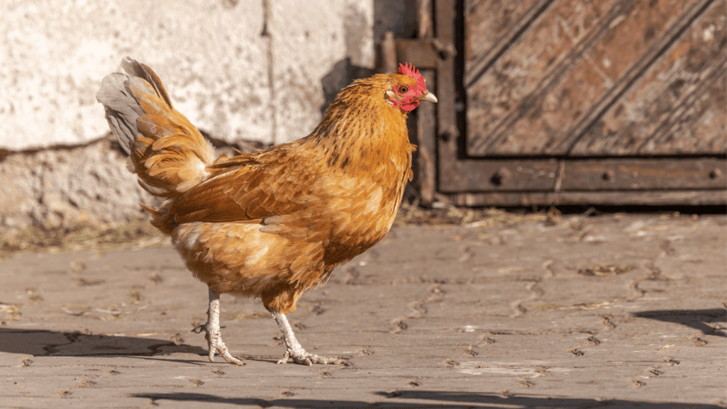 Chicken Breed Crosses