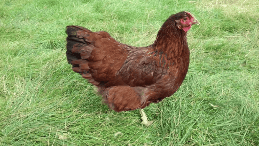 Chicken Breed Crosses