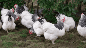 Chicken Breeds