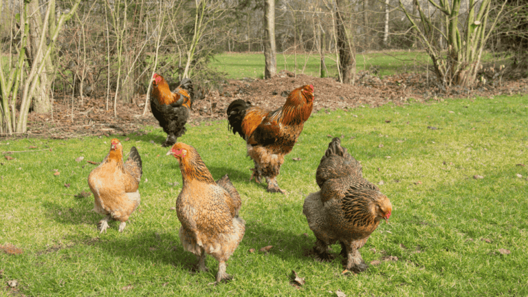 Chicken Breeds