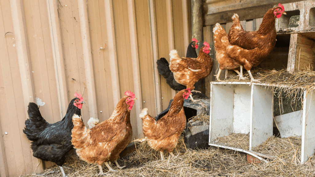 Chicken Coop Design Essentials