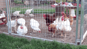 Chicken Coop for 30 Chickens