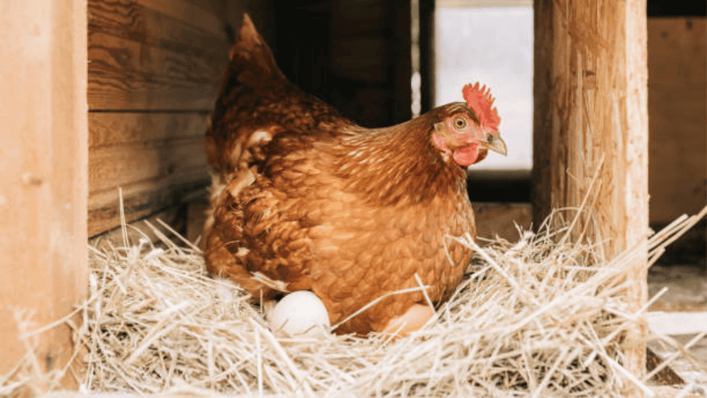 Chicken Egg Fertilization Process