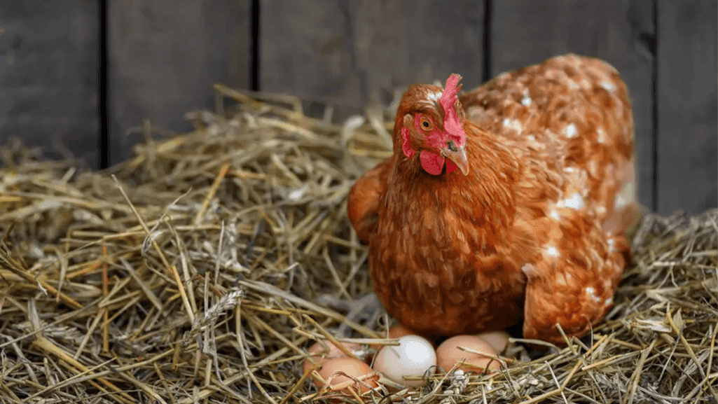 Chicken Egg Production