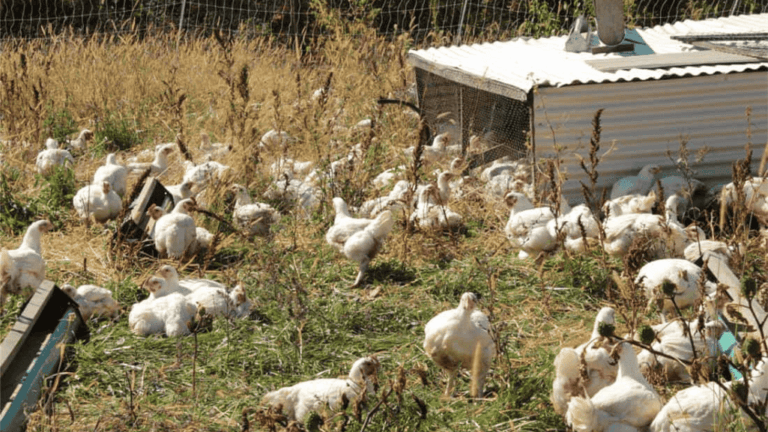 Chicken Hatchery Oklahoma