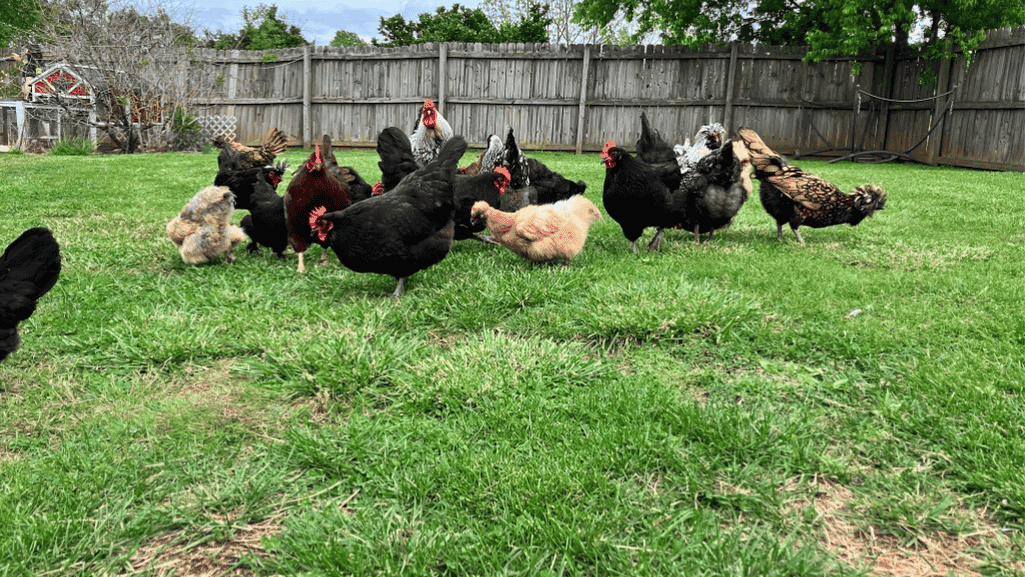 Chicken Vet Consulting for Backyard Flock Health