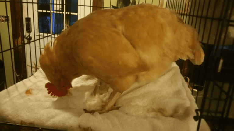 Chicken in Shock