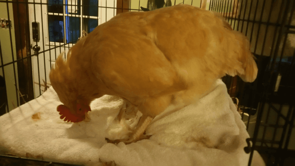 Chicken in Shock