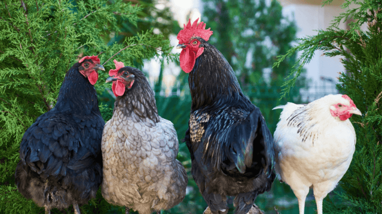 Chicken vs Rooster