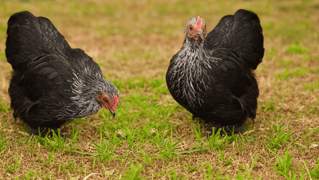 Choosing the Best Chicken Breeds