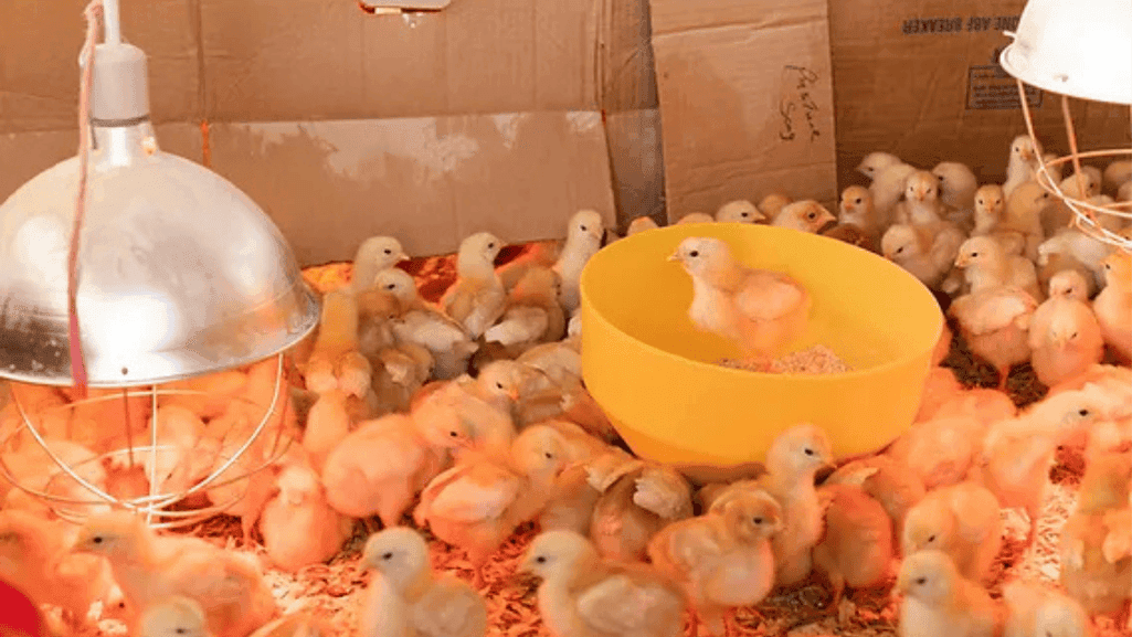 Choosing the Right Hatchery
