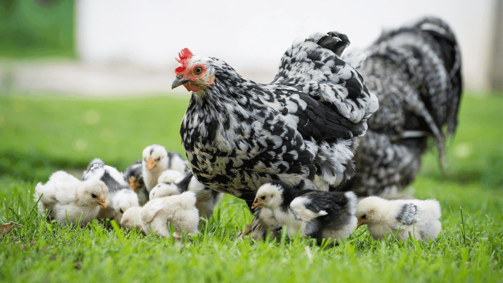 Common Concerns at WI Chicken Hatchery