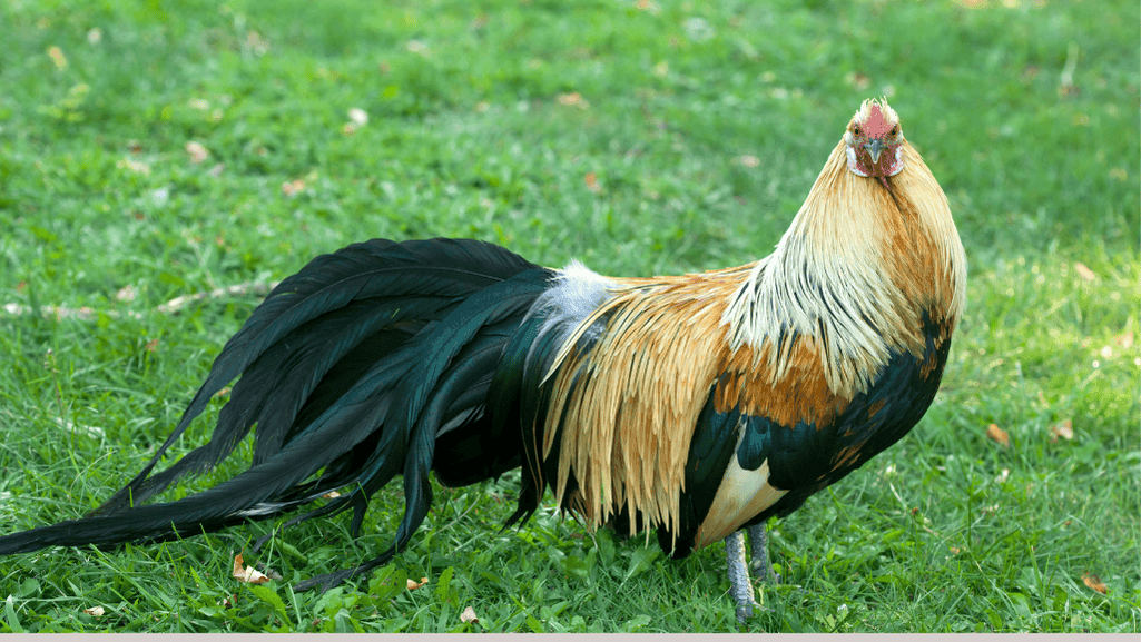 Cultural symbolism of roosters